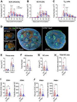 Sphingosine-1-Phosphate Receptor 4 links neutrophils and early local inflammation to lymphocyte recruitment into the draining lymph node to facilitate robust germinal center formation